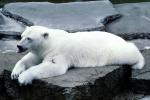 Polar Bear (Ursus maritimus), AMUV01P02_12