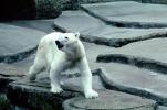 Polar Bear (Ursus maritimus), AMUV01P02_13