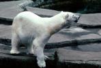 Polar Bear (Ursus maritimus), AMUV01P02_14
