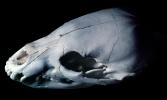 Black Bear Skull, AMUV01P03_01
