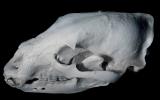 19 year old Female Black Bear Skull, AMUV01P03_03