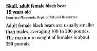 19 year old Female Black Bear Skull