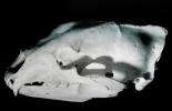 Adult Male Black Bear Skull, AMUV01P03_05