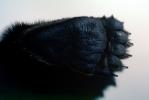 Hind Foot of a Grizzly Bear, claws, paw, footprint, AMUV01P03_10