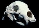 Bear Skull, skeleton, bones, AMUV01P03_12