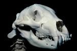 Bear Skull, skeleton, bones, AMUV01P03_13