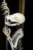 Bear skeleton, claw, paw, bones, AMUV01P03_14