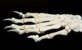 Bear Paw, skeleton, claw, paw, bones, AMUV01P03_15