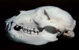 subadult Grizzly Bear skull, bones, teeth, jaw, eye socket, AMUV01P03_17