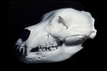 Adult Female Grizzly Bear Skull, bones, teeth, jaw, eye socket, AMUV01P03_19