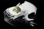 Adult Female Grizzly Bear Skull, bones, teeth, jaw, eye socket, AMUV01P04_01