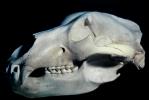 Adult Female Grizzly Bear Skull, bones, teeth, jaw, eye socket, AMUV01P04_02