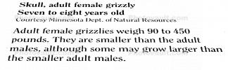 Adult Female Grizzly Bear, bones
