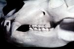 Adult Male Grizzly Bear Skull, bones, teeth, jaw