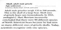 Adult Male Grizzly Bear Skull, bones, teeth, jaw, eye socket
