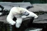 Polar Bear (Ursus maritimus), AMUV01P04_11