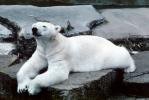 Polar Bear (Ursus maritimus), AMUV01P04_12