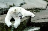 Polar Bear (Ursus maritimus), AMUV01P04_14