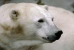 Polar Bear (Ursus maritimus), Face, Nose, Ears, Head