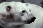 Polar Bear Face (Ursus maritimus), AMUV01P04_15