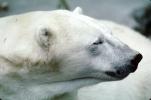 Polar Bear (Ursus maritimus), AMUV01P04_16