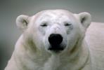 Face of a Polar Bear (Ursus maritimus), Nose, Shut Eyes, AMUV01P04_17.1712