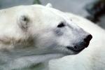 Polar Bear (Ursus maritimus), AMUV01P04_18