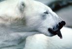 Polar Bear (Ursus maritimus), AMUV01P04_19