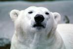 Polar Bear (Ursus maritimus), AMUV01P05_01