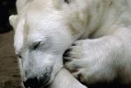 Polar Bear (Ursus maritimus), AMUV01P05_02.1712