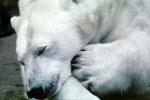 Eyes Closed, Polar Bear (Ursus maritimus), sleeping, AMUV01P05_02