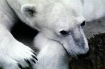 Polar Bear (Ursus maritimus), AMUV01P05_03