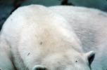 Polar Bear (Ursus maritimus), AMUV01P05_04