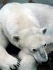 Resting Polar Bear (Ursus maritimus)