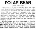 Polar Bear (Ursus maritimus), AMUV01P05_06