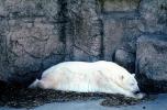 Polar Bear (Ursus maritimus), AMUV01P05_09