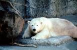 Polar Bear (Ursus maritimus), AMUV01P05_10