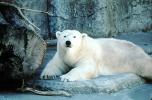 Polar Bear (Ursus maritimus), AMUV01P05_11