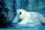Polar Bear (Ursus maritimus), AMUV01P05_12