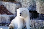 Polar Bear (Ursus maritimus), AMUV01P05_15