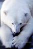 Polar Bear (Ursus maritimus), AMUV01P05_16