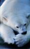 Polar Bear (Ursus maritimus), AMUV01P05_17