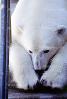 Polar Bear (Ursus maritimus), AMUV01P05_18