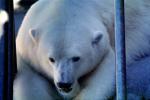 Polar Bear (Ursus maritimus), AMUV01P05_19