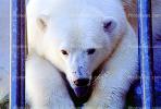 Polar Bear (Ursus maritimus), AMUV01P06_01