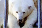 Polar Bear (Ursus maritimus), AMUV01P06_02