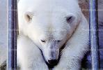 Polar Bear (Ursus maritimus), AMUV01P06_03