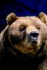 Nosey Bear, Muzzle, nose, face, AMUV01P06_04.1712