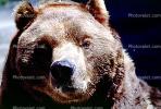 Big Brown Bear, Muzzle, nose, face, AMUV01P06_05