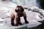 Kodiak Bear (Ursus arctos middendorffi), AMUV01P06_09